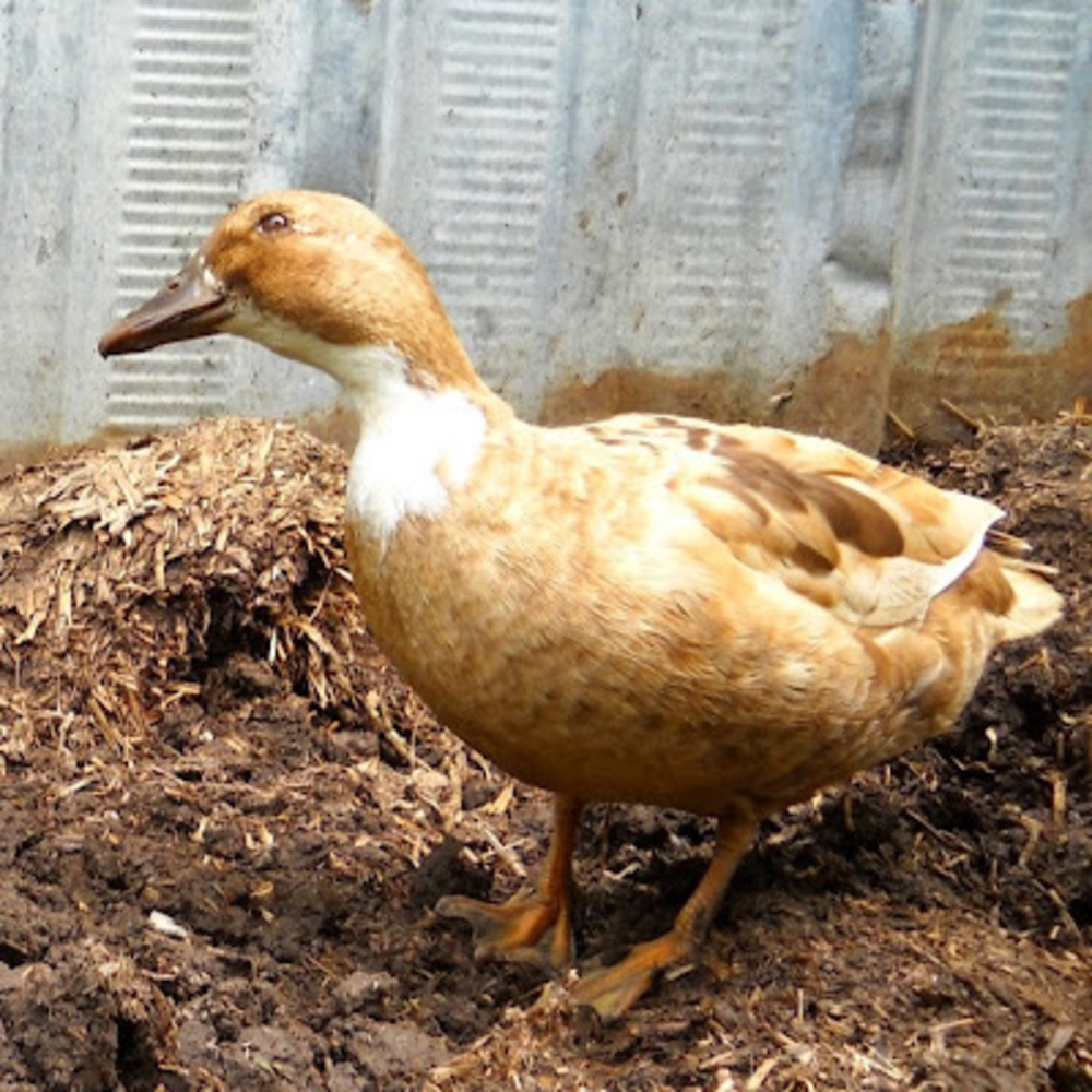 Meet your Posher, Rainy